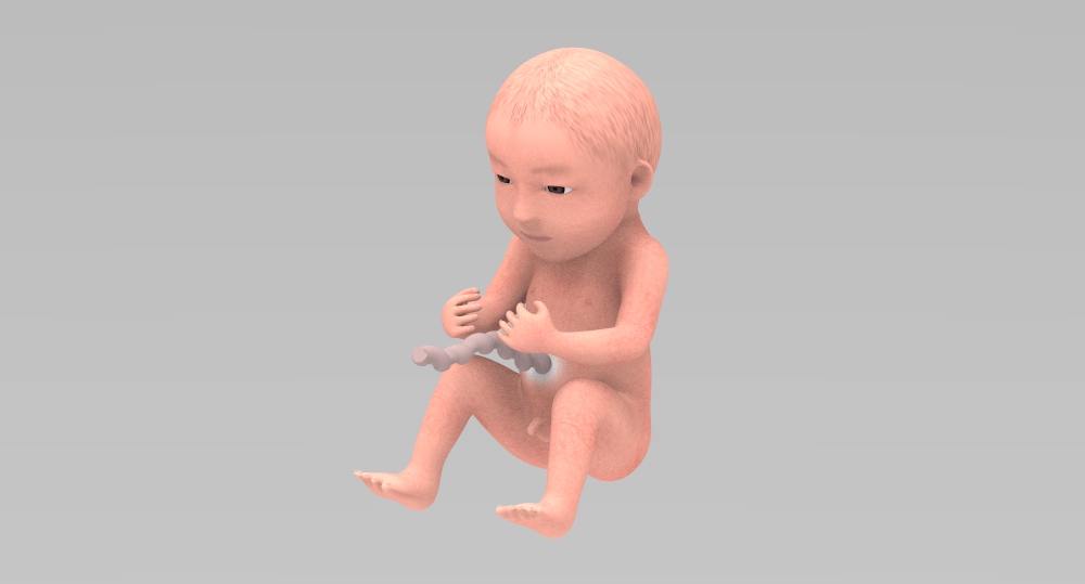 27-hafta embrion